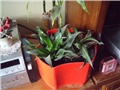 dracena